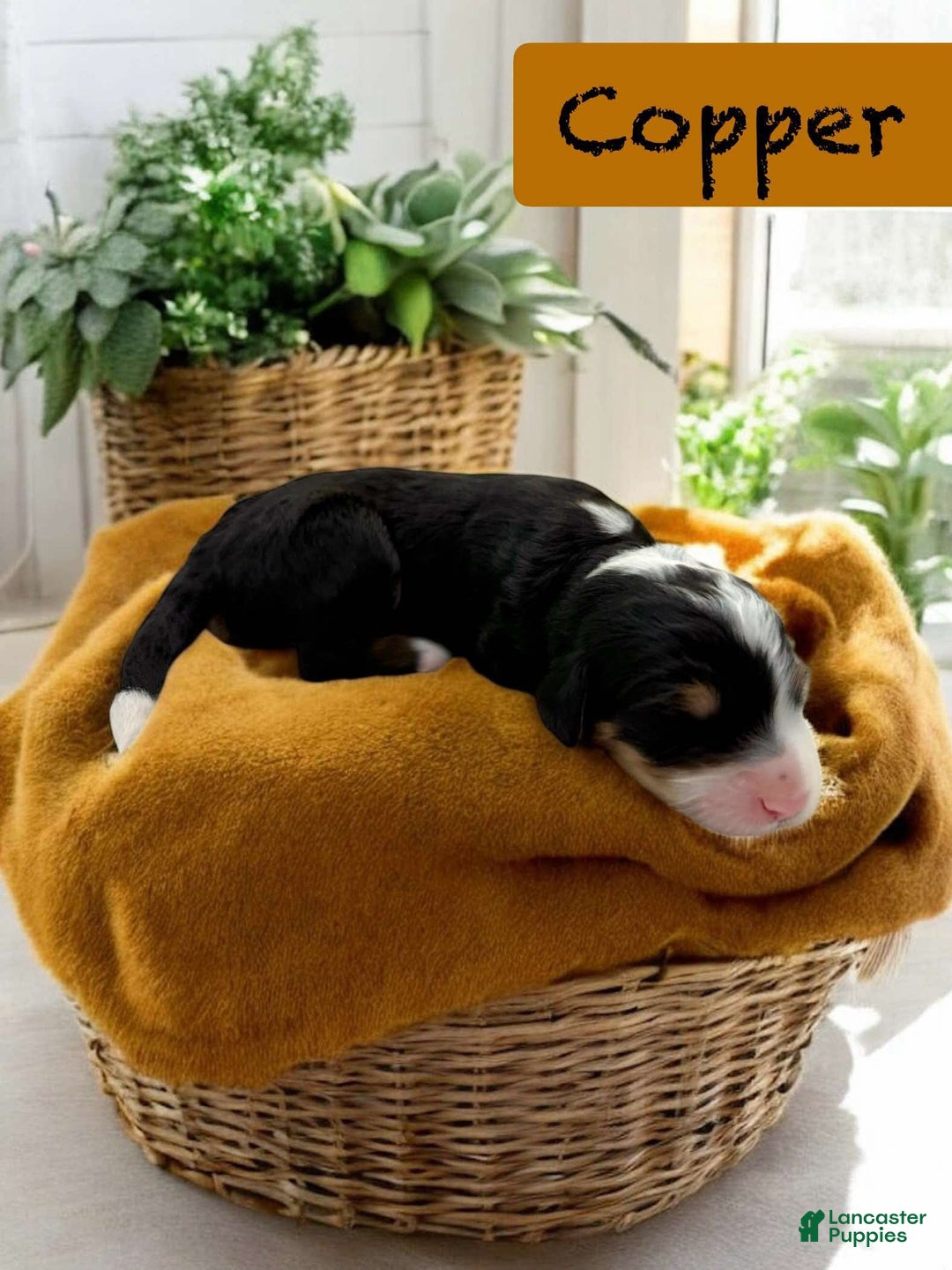 Bernedoodle dogs for sale: Copper - Image 3