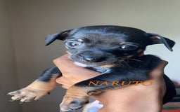 Dachshund dogs for sale: Naruto - Image 1