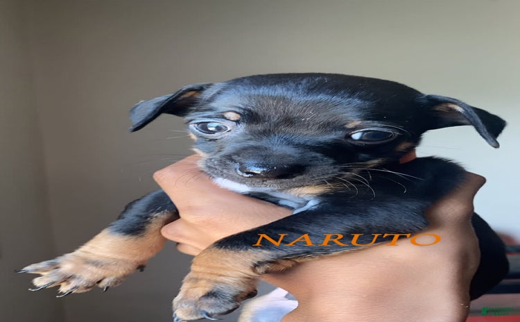 Dachshund dogs for sale - Ad 3