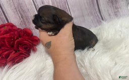 Shih Tzu dogs for sale: Nibs - Image 2