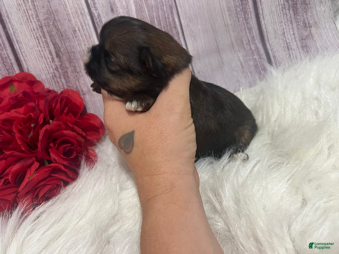Shih Tzu dogs for sale: Nibs - Image 2