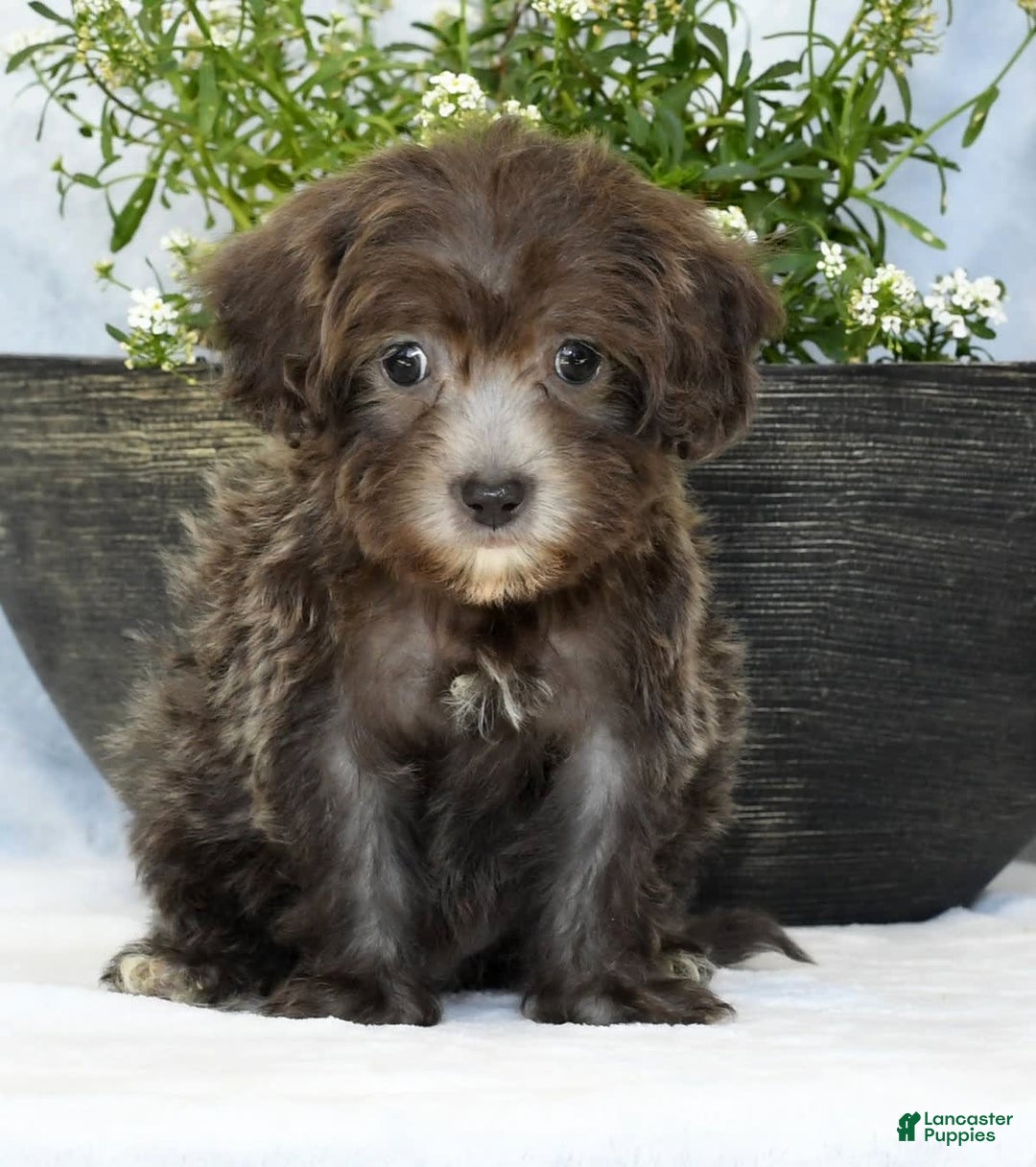 Havapoo dogs for sale: Mayor - Image 3