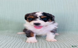 Bernedoodle dogs for sale: Angie - Image 5