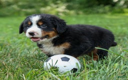 Bernese Mountain Dog dogs for sale: Samson - Image 5