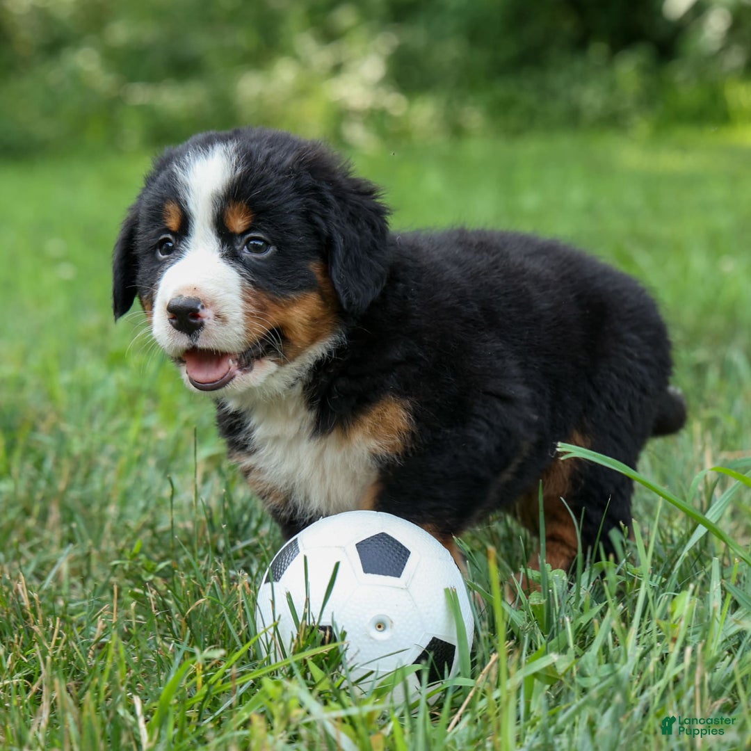 Bernese Mountain Dog dogs for sale: Samson - Image 5