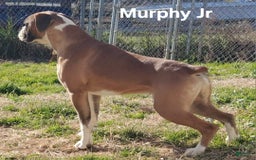 Boxer dogs for sale: Lilly European - Listing for pets: Beautiful European Health Tested Parents, Brady European Boxer health tested, Cream De Coco, Lilly European - Image 2