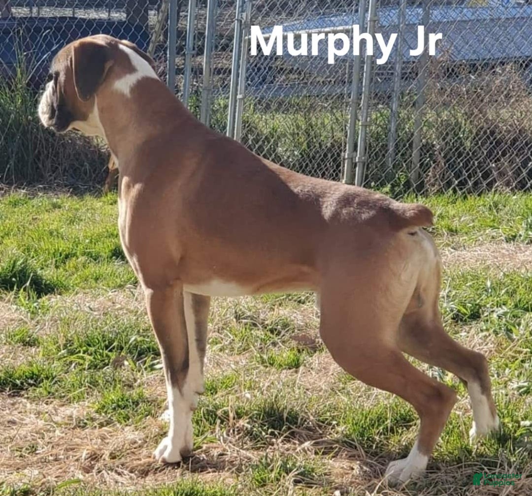 Boxer dogs for sale: Lilly European - Listing for pets: Beautiful European Health Tested Parents, Brady European Boxer health tested, Cream De Coco, Lilly European - Image 2