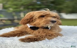 Mini Goldendoodle dogs for sale: Waffles - Image 13