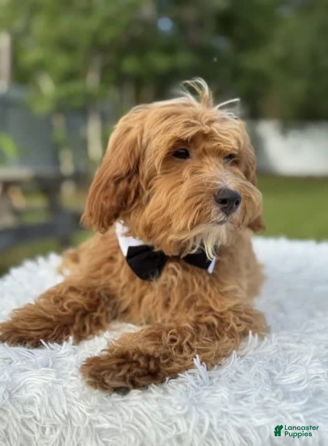 Mini Goldendoodle dogs for sale: Waffles - Image 13