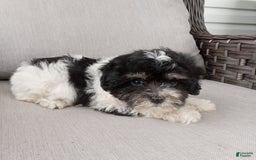 Havapoo dogs for sale: Tony - Image 4