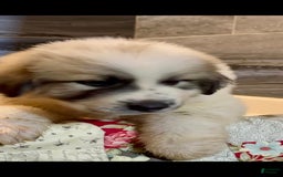 Great Pyrenees dogs for sale: White - Image 8