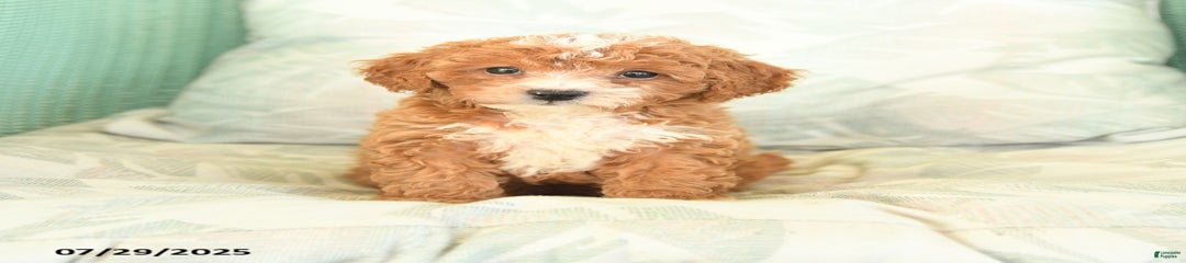 Theodore