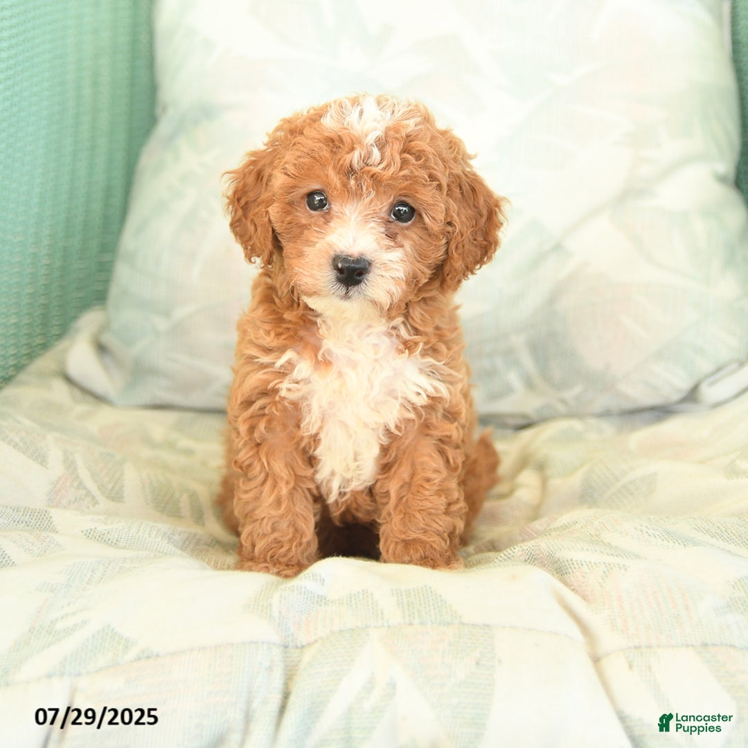 Miniature Poodle dogs for sale: Theodore - Image 3