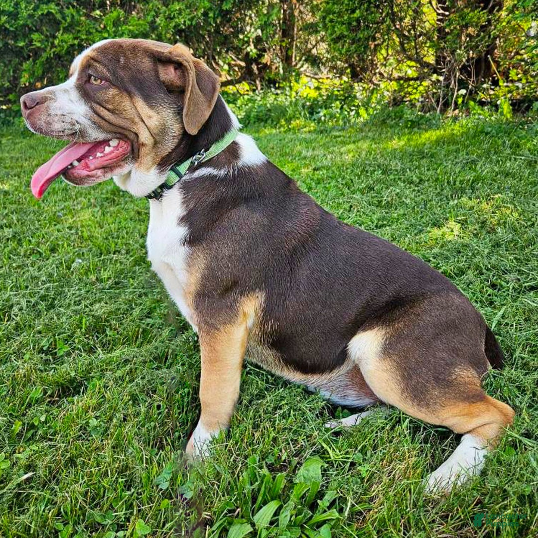Puggle dogs for sale: Taffy - Image 2