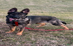 German Shepherd dogs for sale: Luna N Bella - Image 12