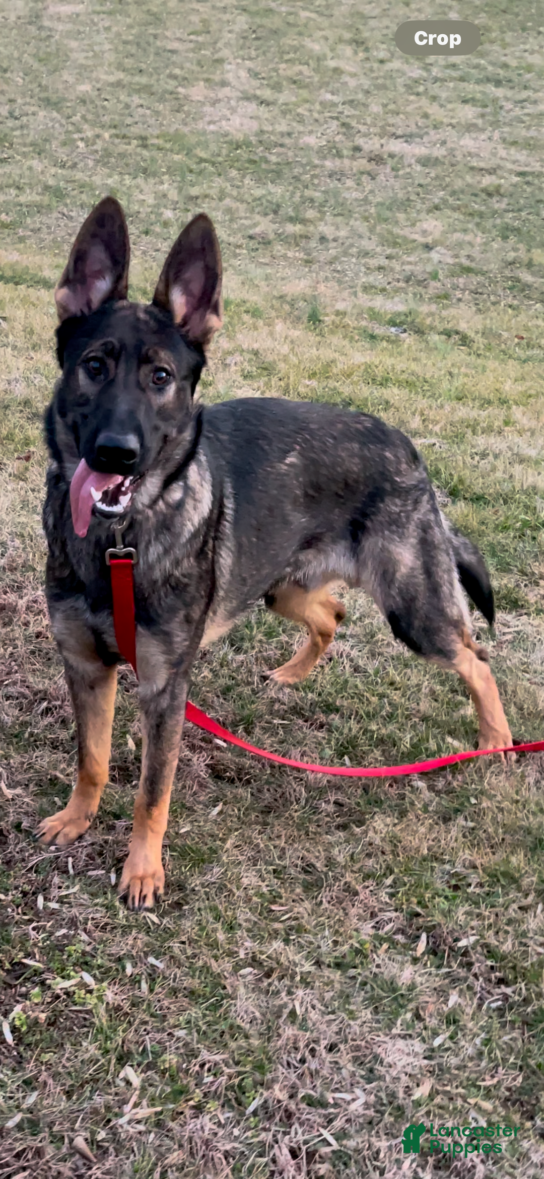 German Shepherd dogs for sale: Luna N Bella - Image 12