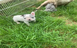 French Bulldog dogs for sale: Wendy - Image 3
