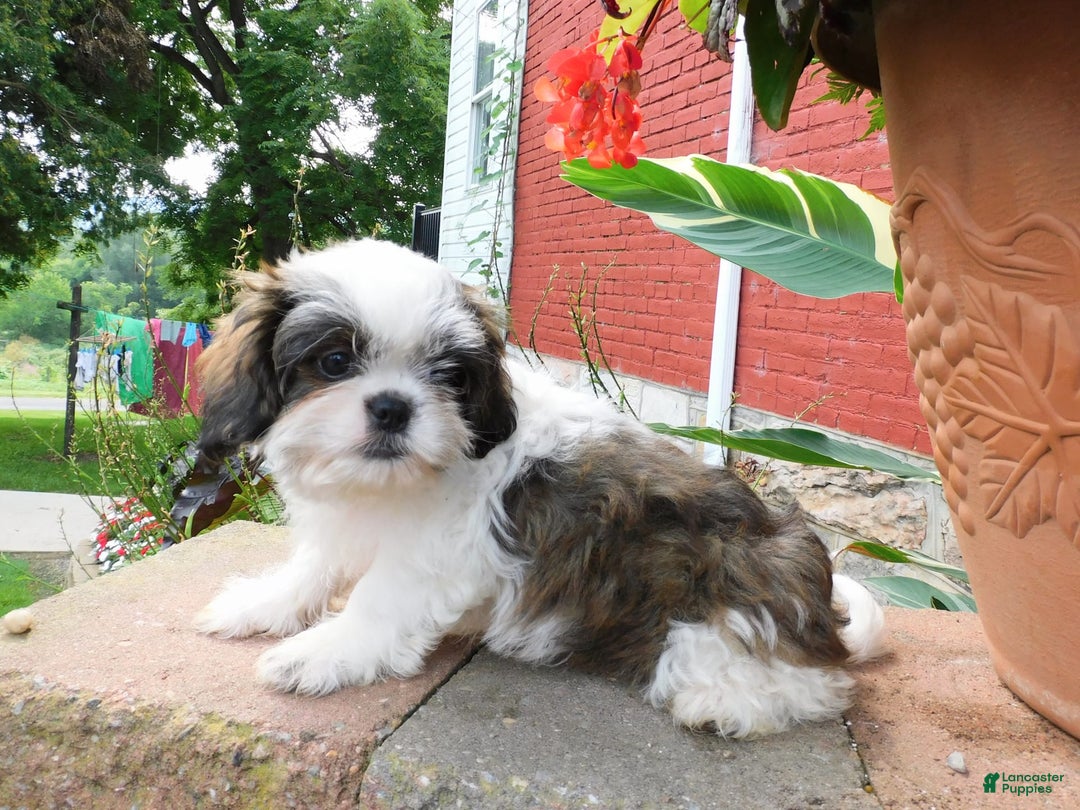 Shih Tzu dogs for sale: Dallas - Image 7