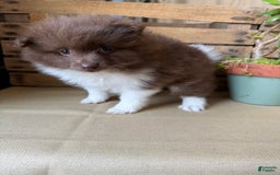 Pomeranian dogs for sale: Allison - Image 9