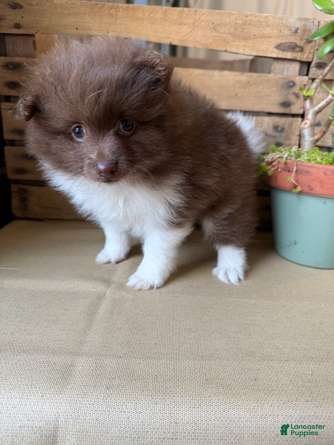 Pomeranian dogs for sale: Allison - Image 9