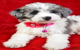 Miniature Poodle dogs for sale: Lola - Image 3