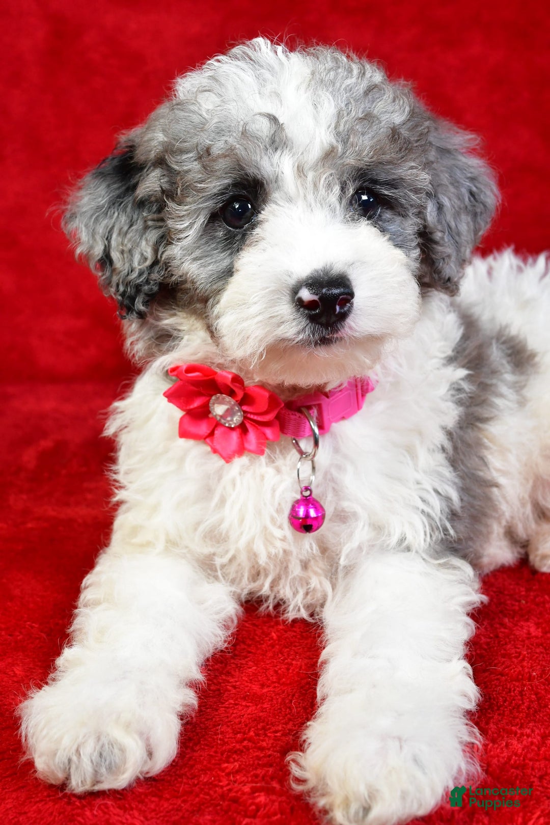 Miniature Poodle dogs for sale: Lola - Image 3