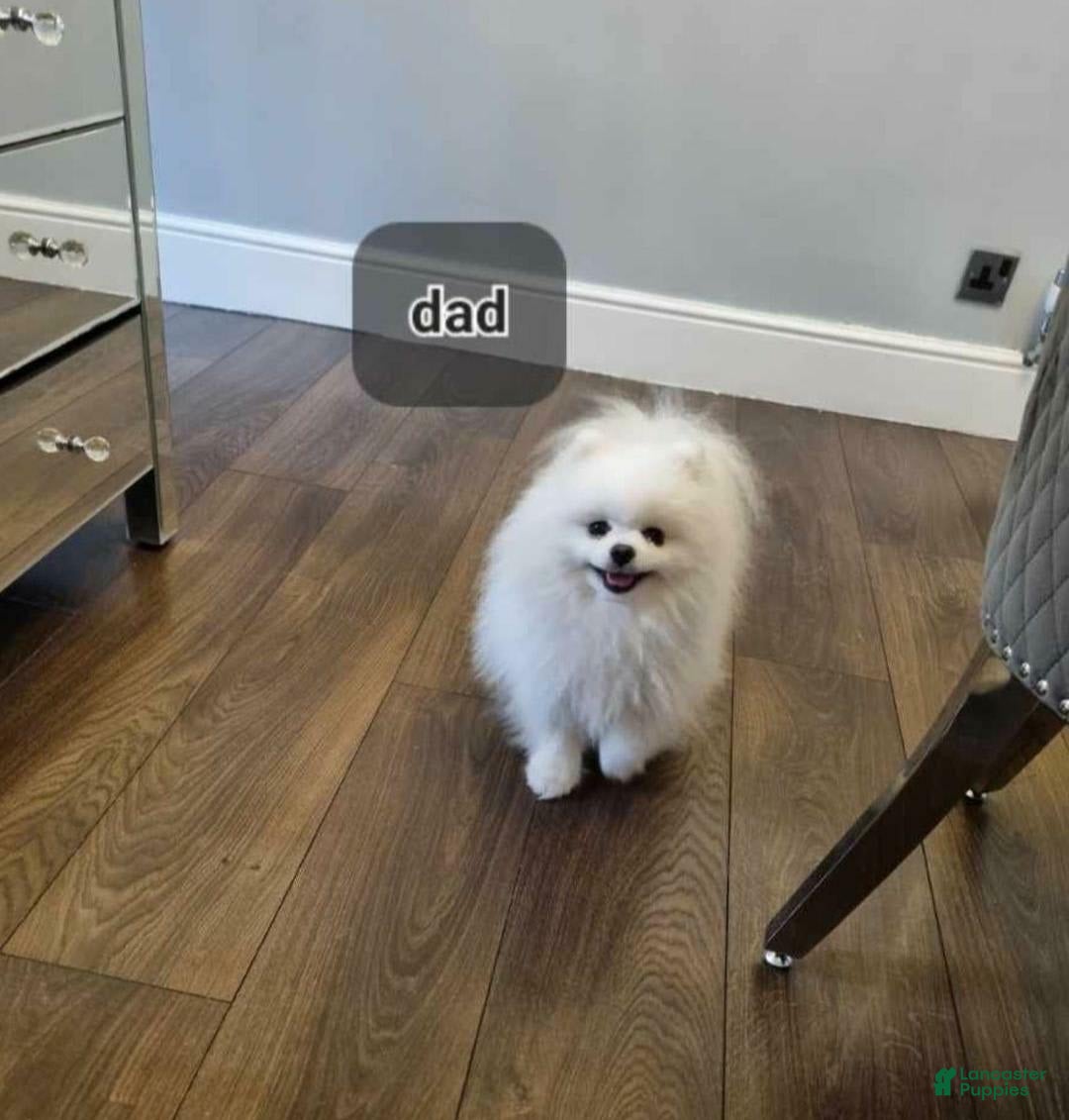 Pomeranian dogs for sale: Dex - Image 6