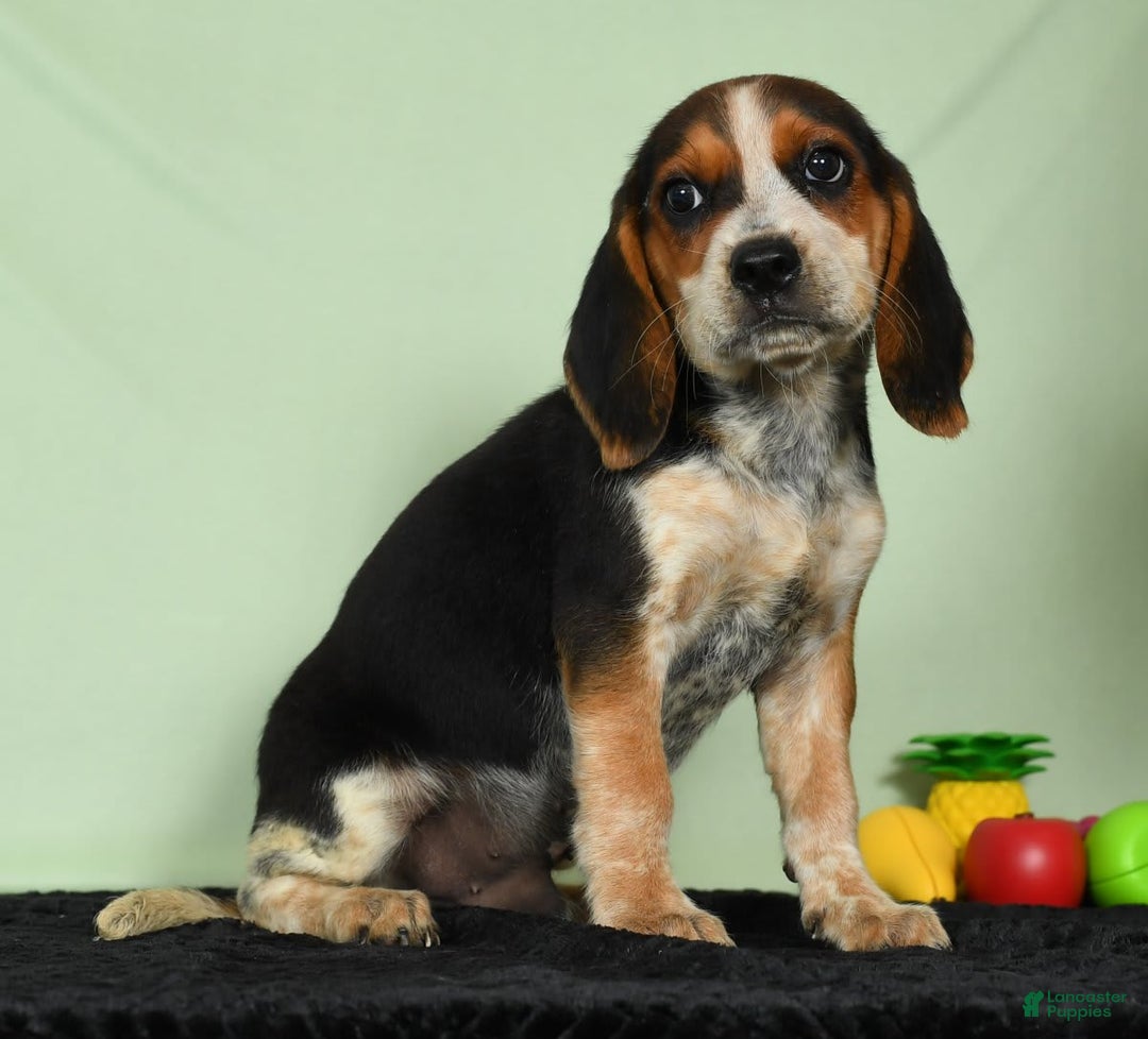 Beagle dogs for sale: Rascal - Image 3