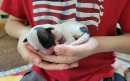 Bichpoo dogs for sale: Wanda - Image 4
