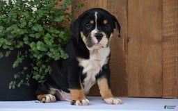 Beabull dogs for sale: Clint - Image 11