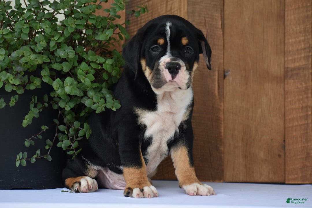 Beabull dogs for sale: Clint - Image 11