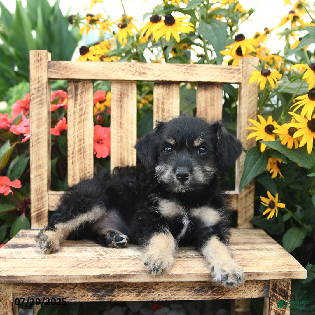 Rat Terrier dogs for sale: Roxy - Image 1