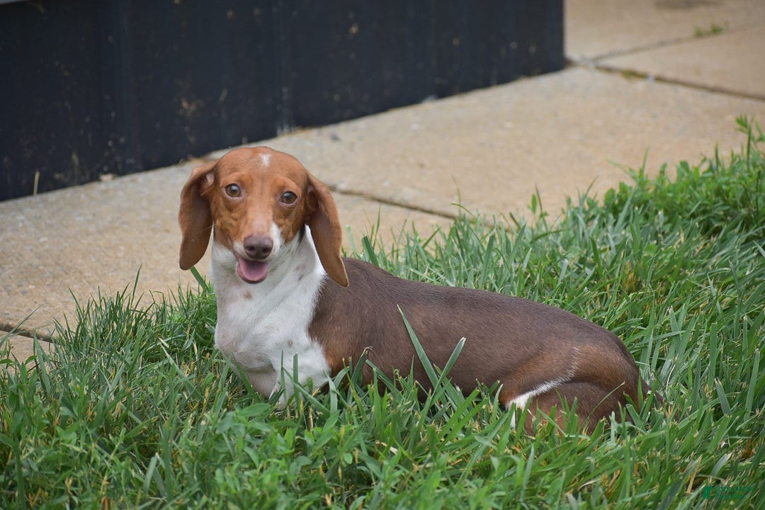 Dachshund dogs for sale: Jake - Image 11