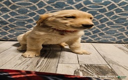 Golden Retriever dogs for sale: Golden Retriever - Image 6