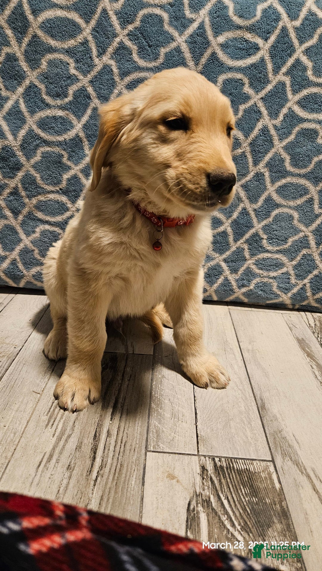 Golden Retriever dogs for sale: Golden Retriever - Image 6