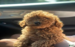 Cockapoo dogs for sale: Koko - Image 10