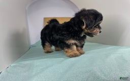 Yorkshire Terrier dogs for sale: Teddy - Image 4