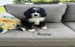 Bernedoodle dogs for sale: Kiara - Image 3