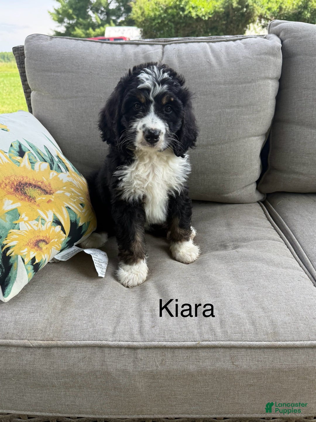 Bernedoodle dogs for sale: Kiara - Image 3