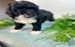 Mini Bernedoodle dogs for sale: Benito - Image 11