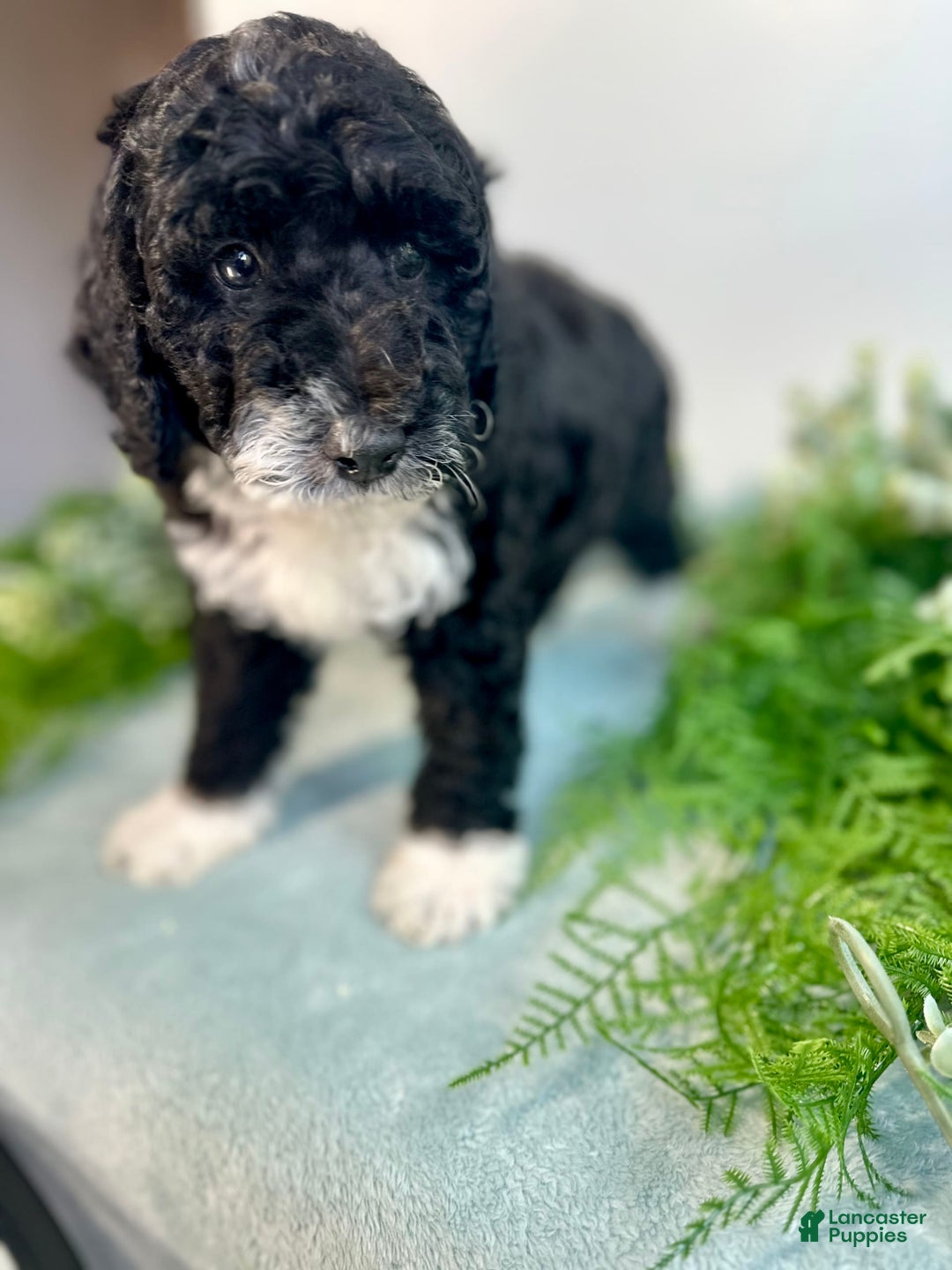 Mini Bernedoodle dogs for sale: Benito - Image 11
