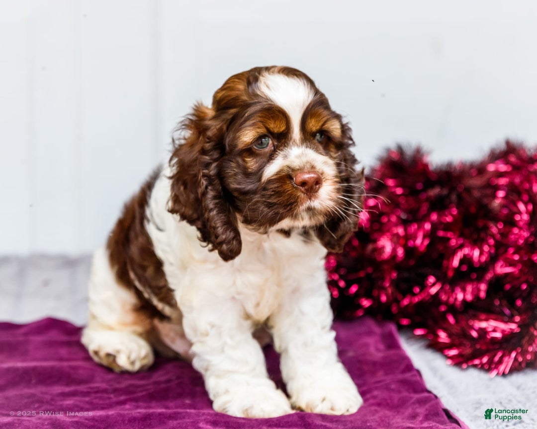 Cocker Spaniel dogs for sale: Chester - Image 4
