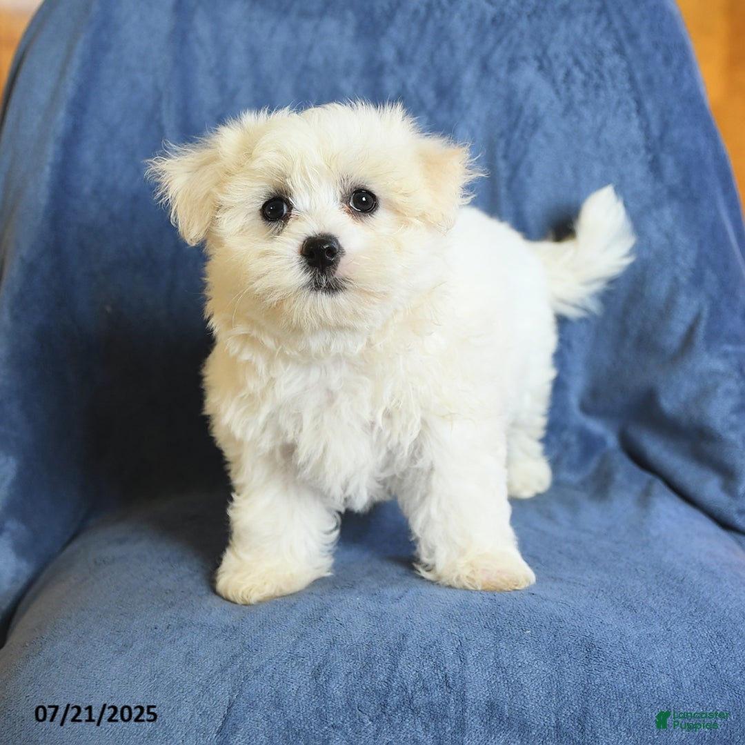 Maltese dogs for sale: Claire - Image 2