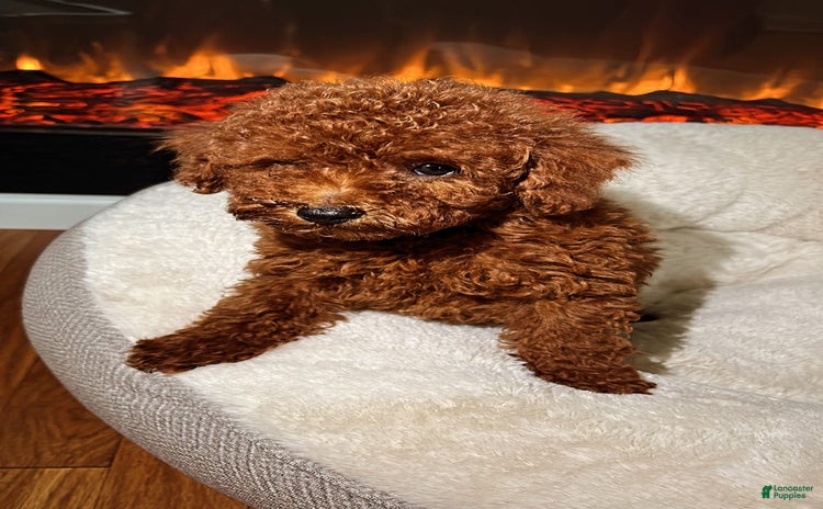 Toy Poodle dogs for sale - Ad 4