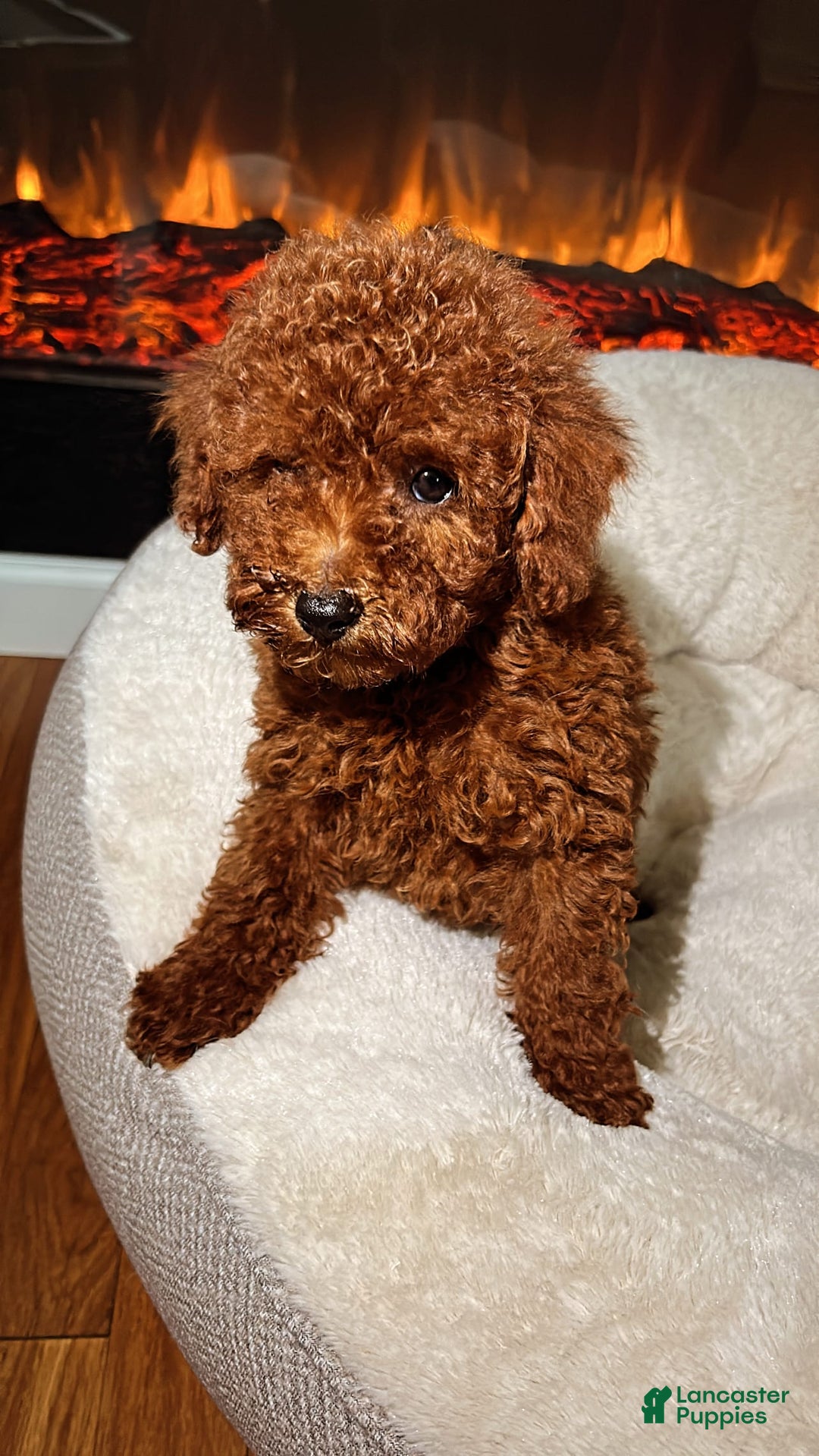 Toy Poodle dogs for sale: Luna - Image 1
