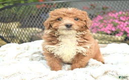 Mini Goldendoodle dogs for sale: Lilac - Image 13