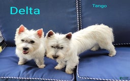 West Highland Terrier dogs for sale: Tango - Image 3