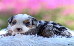 Mini Bernedoodle dogs for sale: Macy - Image 11