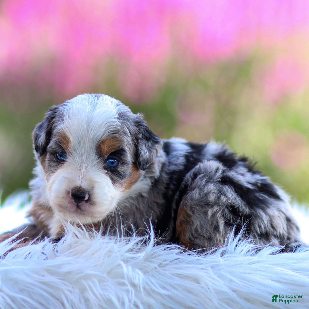 Mini Bernedoodle dogs for sale: Macy - Image 11