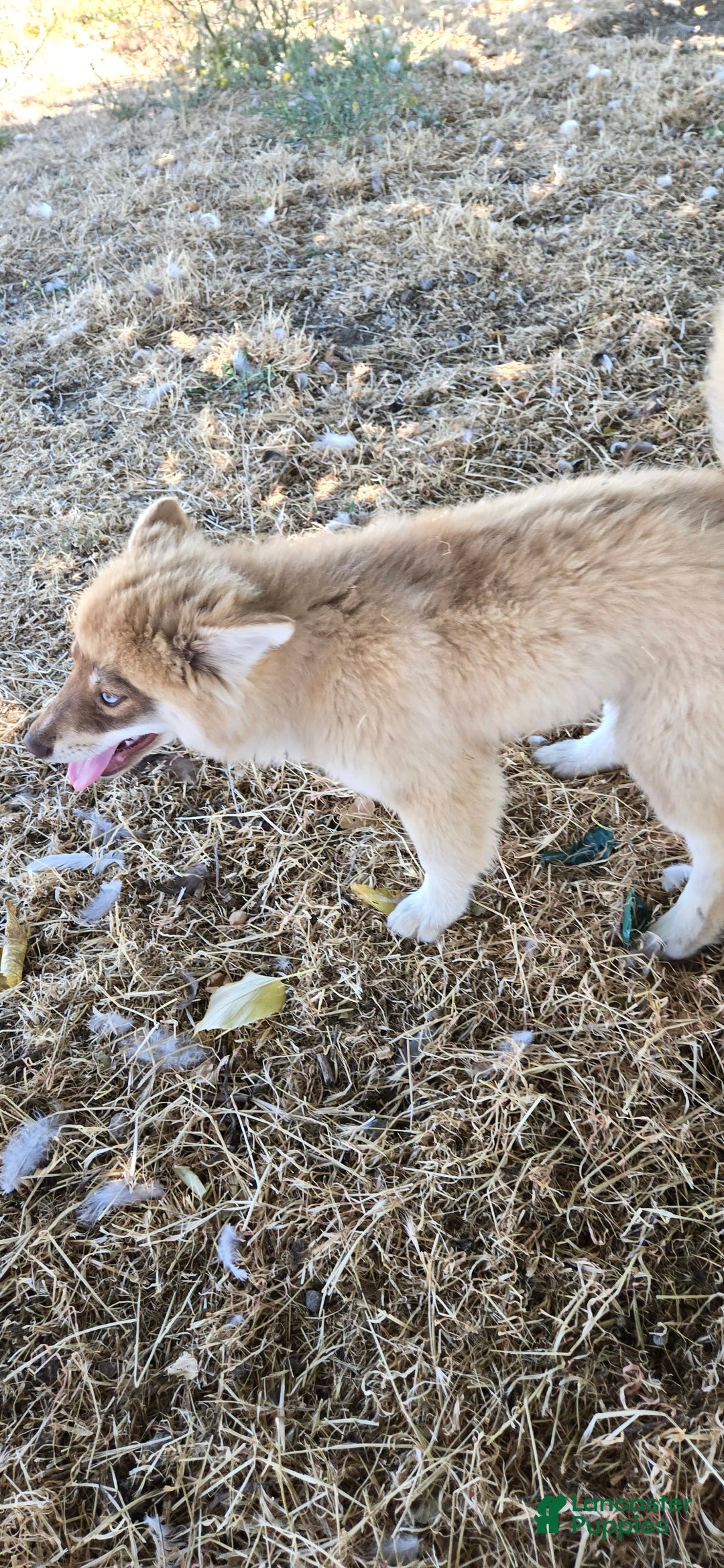 Pomsky dogs for sale: Tesla - Image 3